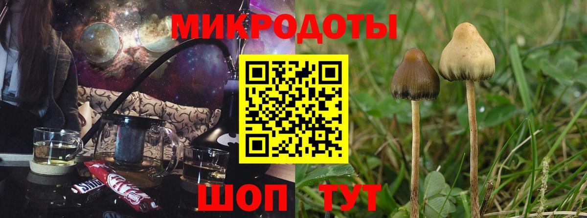 Галлюциногенные грибы Psilocybe Иркутск